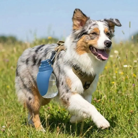 Un berger australien marche dans un champ avec sa gourde pour chiens accrochée à son harnais.