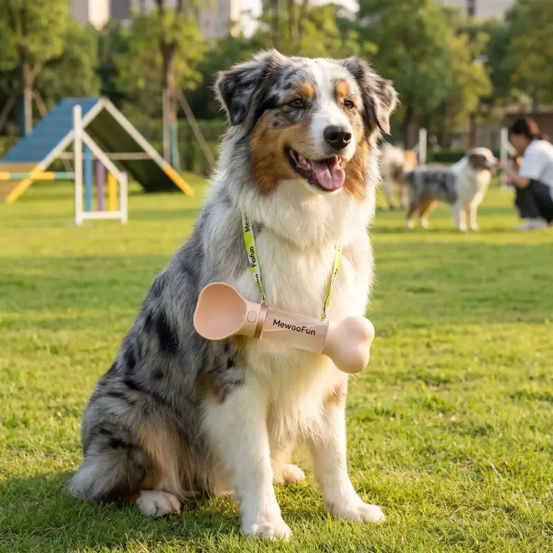 Un berger australien porte autour du cou les gourdes pour chien BrinD'eau rose.