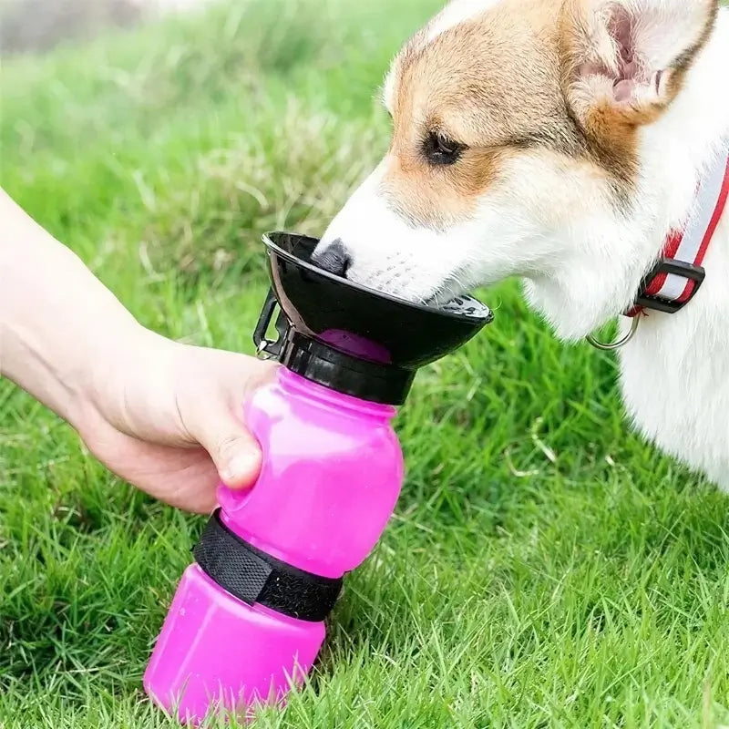 Un corgi boit de l'eau dans les gourdes pour chien rose.