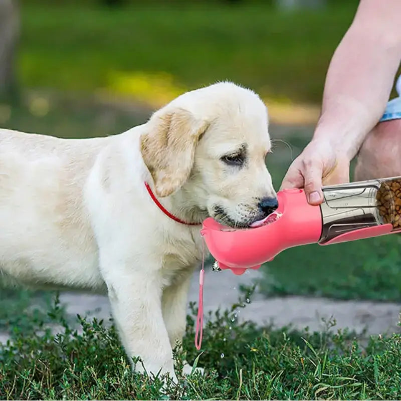 Un chiot golden retriever boit dans la gourde pour chien.