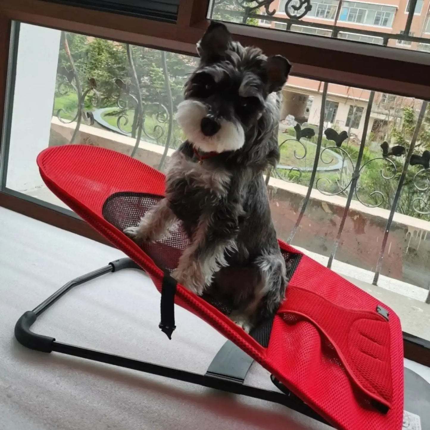 Un schnauzer est assis sur son hamac pour chien rouge près d'une fenêtre.