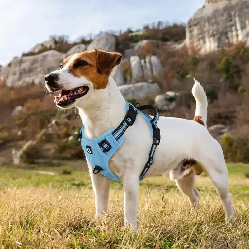Un Jack Russell avec un harnais anti-traction bleu en randonne.