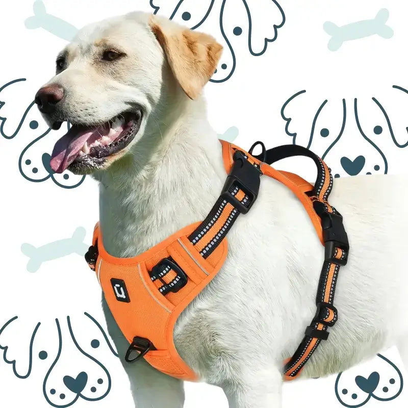 Un labrador vêtu d'un harnais anti-traction pour chien de couleur orange.