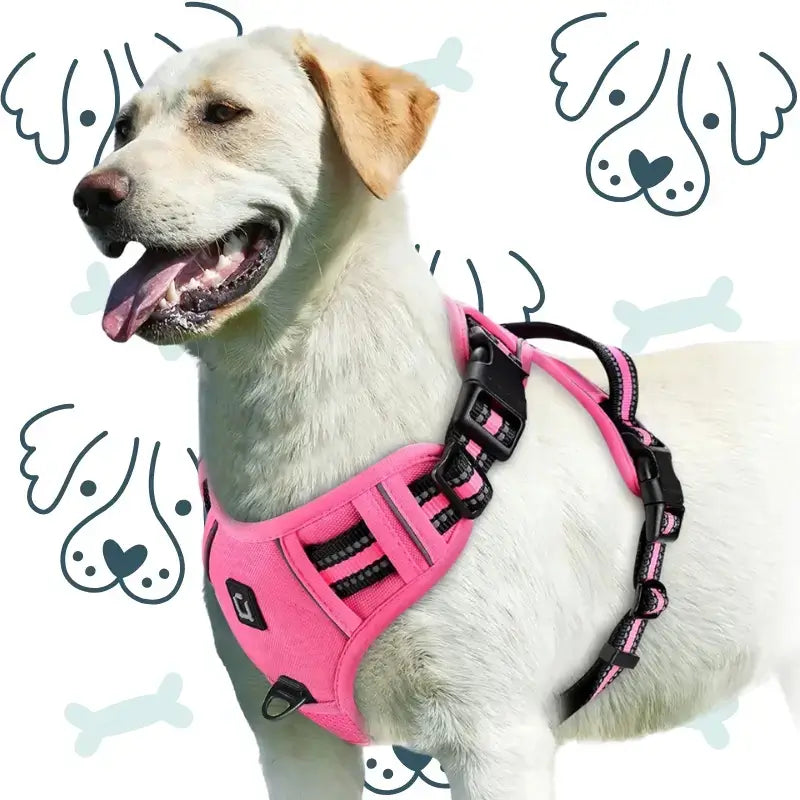 Un labrador porte un harnais couleur rose.
