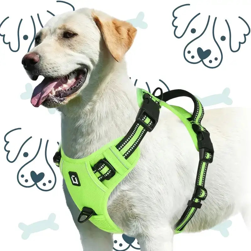Un harnais couleur vert fluo sur un labrador.