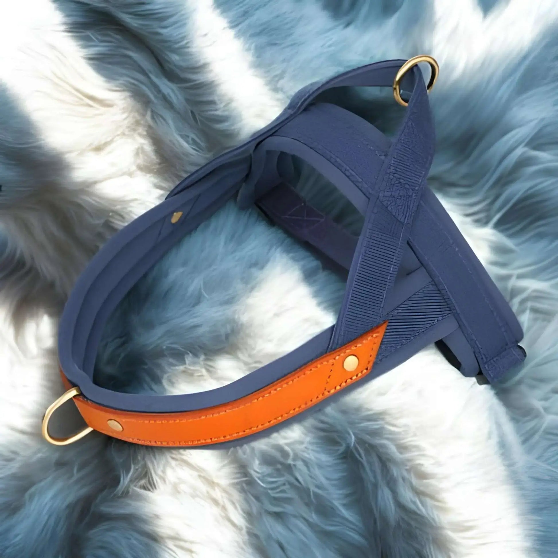 Un harnais anti-traction de couleur bleu marine et orange sur une fourrure.