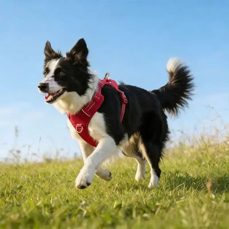 Un border collie court dans un champ avec son harnais rouge.