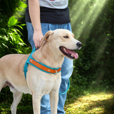 harnais anti traction chien labrador avec maitre forest