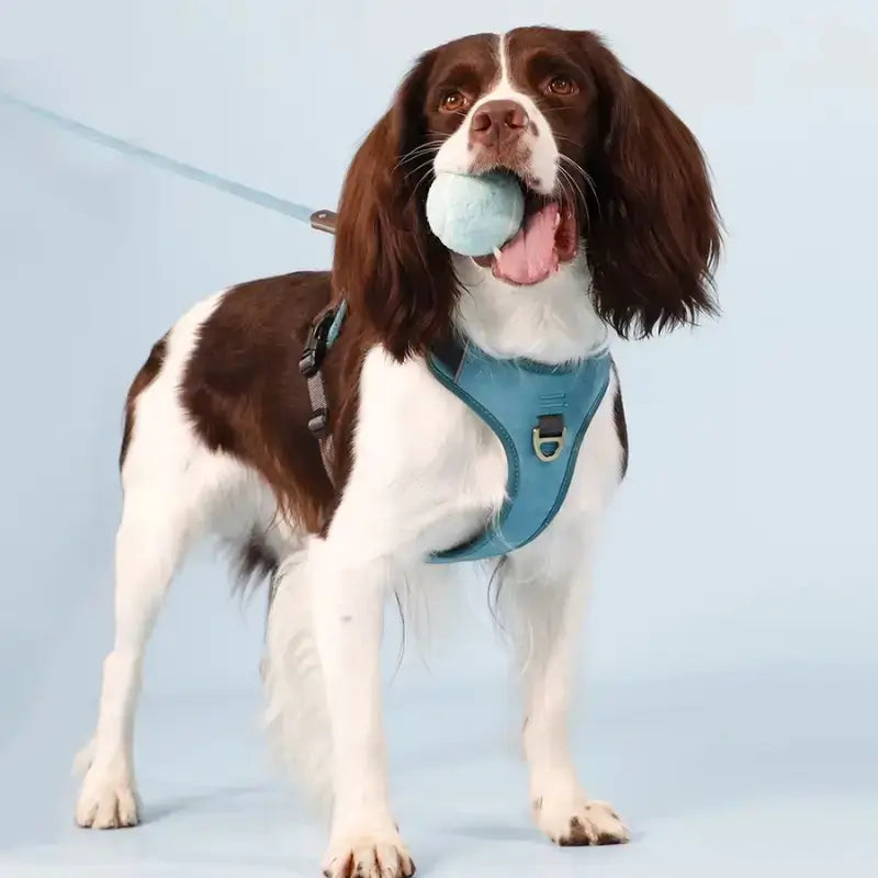 Un Cavalier King Charles joue avec sa balle, porte le harnais pour chien anti-traction bleu.
