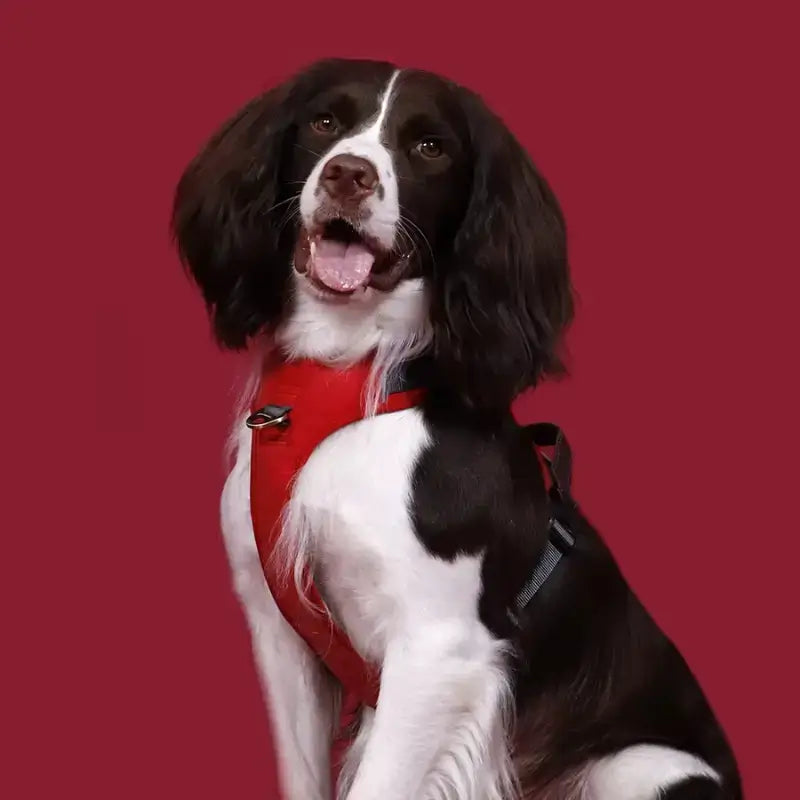 Un Cavalier King Charles avec un harnais vintage rouge.
