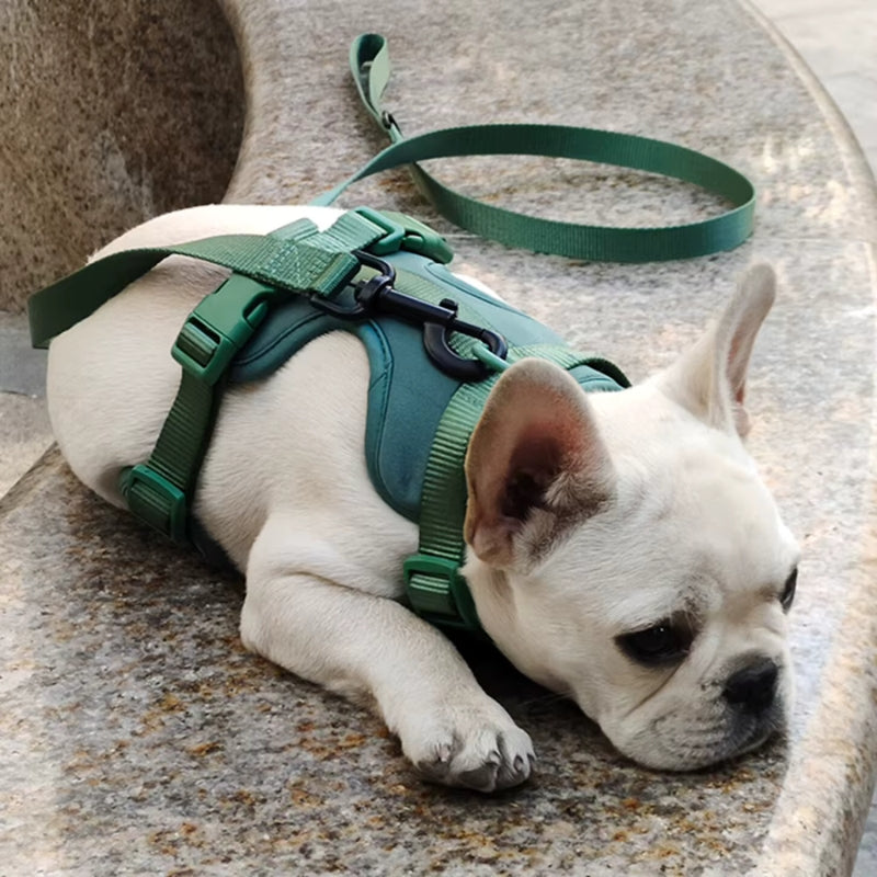 Un chiot bouledogue français allongé avec son harnais pour chien vert.