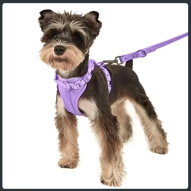 Un mini Schnauzer avec un harnais anti-traction pour chien violet