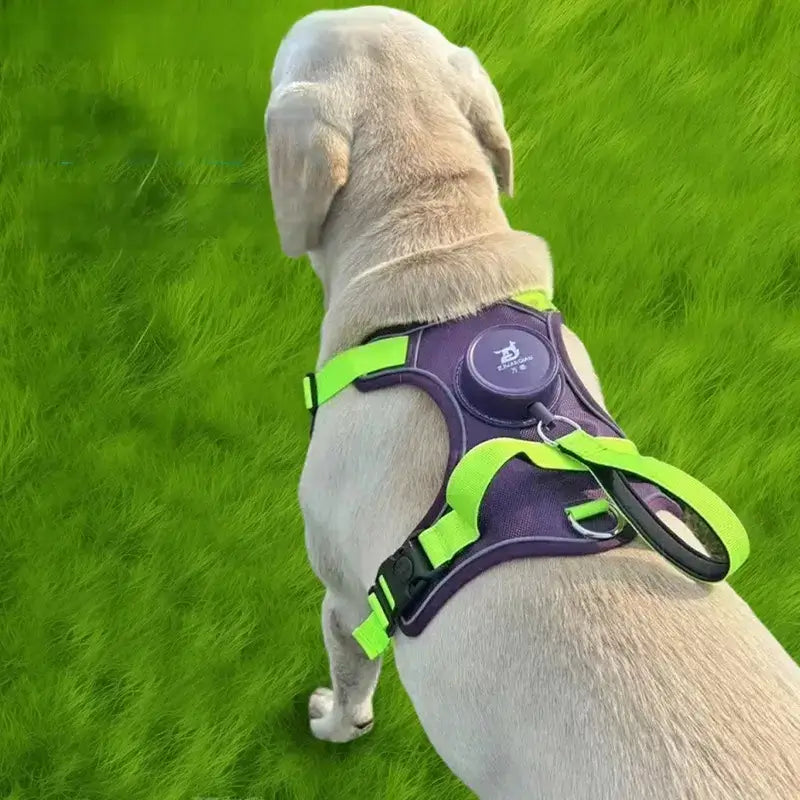 Vu de dos un labrador avec un harnais pour chien vert fluo.