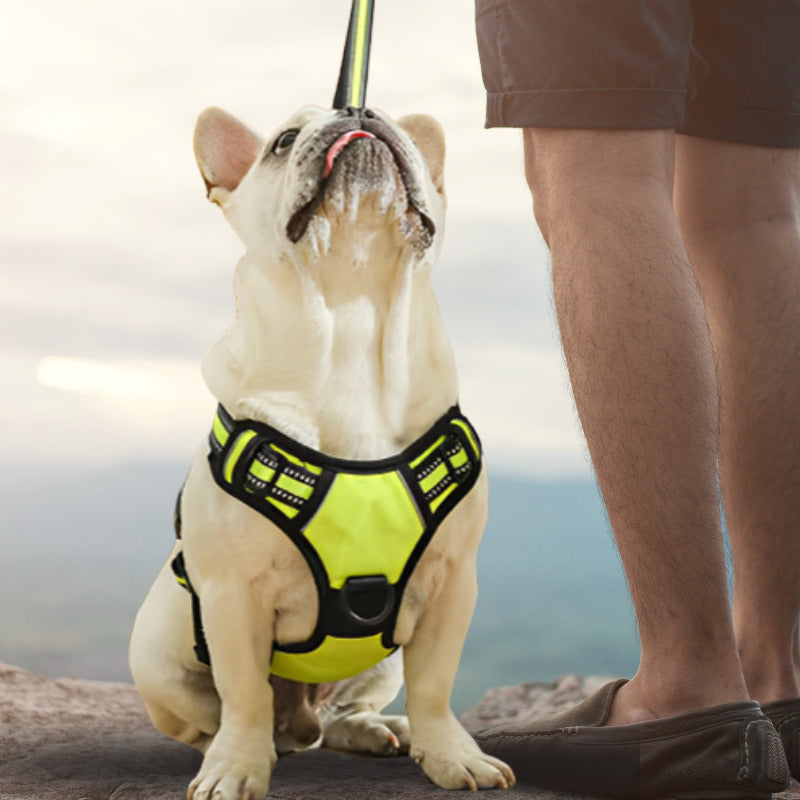 harnais bouledogue francais avec harnais vert fluo