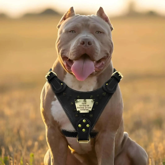 Un pitbull assis porte le harnais pour chien anti-traction noir.