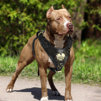 harnais chien anti traction pitt bull debout harnais noir
