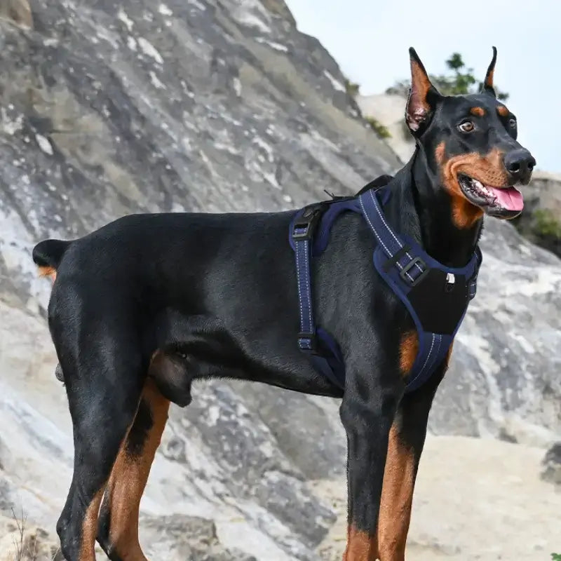 Un doberman en randonnée porte son harnais pour chien anti-traction bleu foncé.