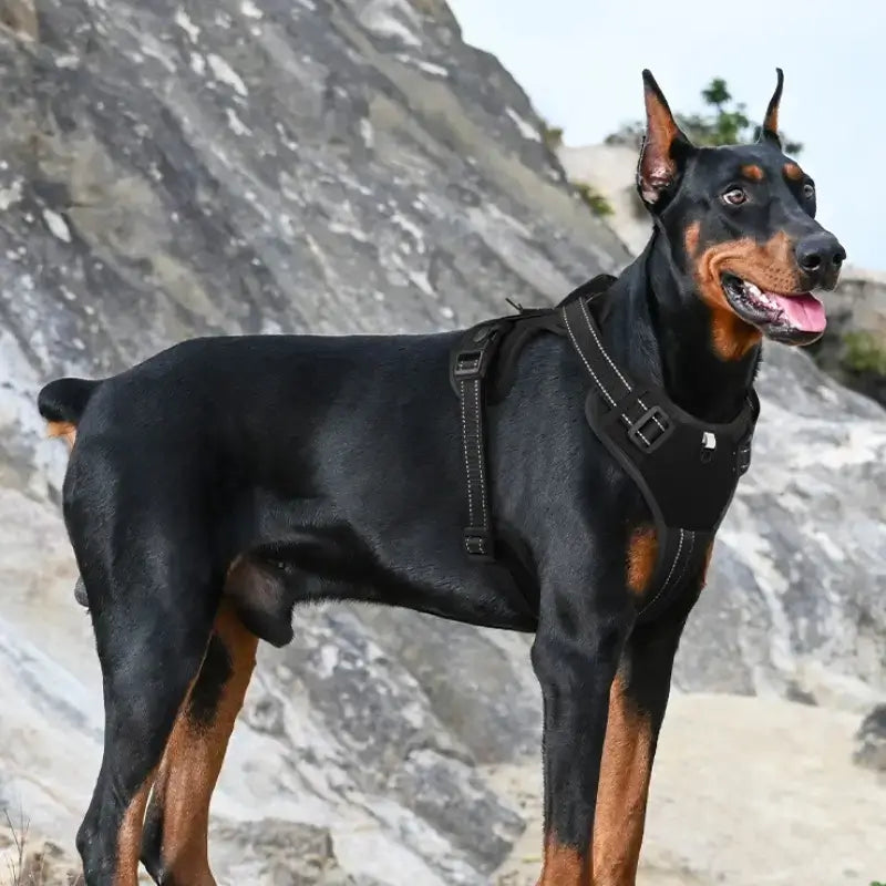 Un doberman en randonnée avec son harnais reflechissanr noir.