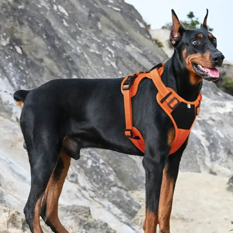 Un doberman dans les montagnes avec son harnais réfléchissant orange.