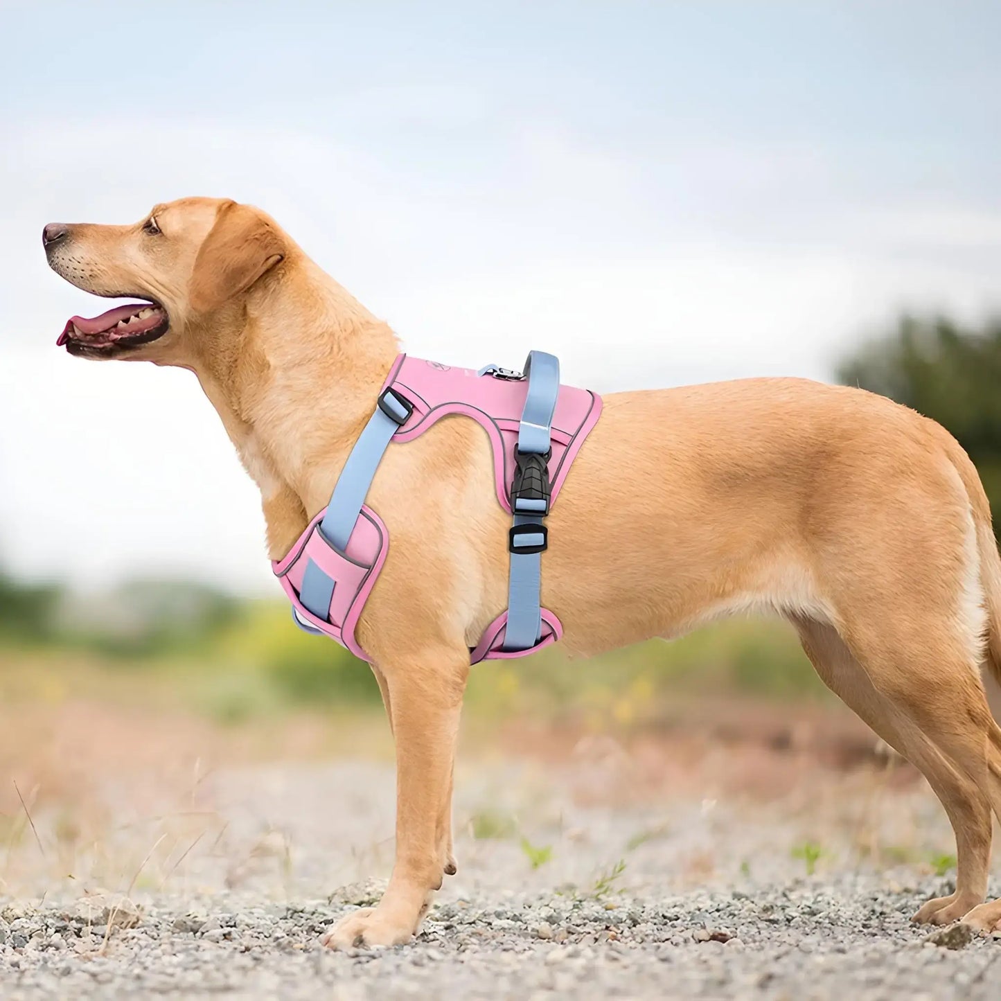 Vue latérale d'un labrador qui porte un harnais de couleur rose.