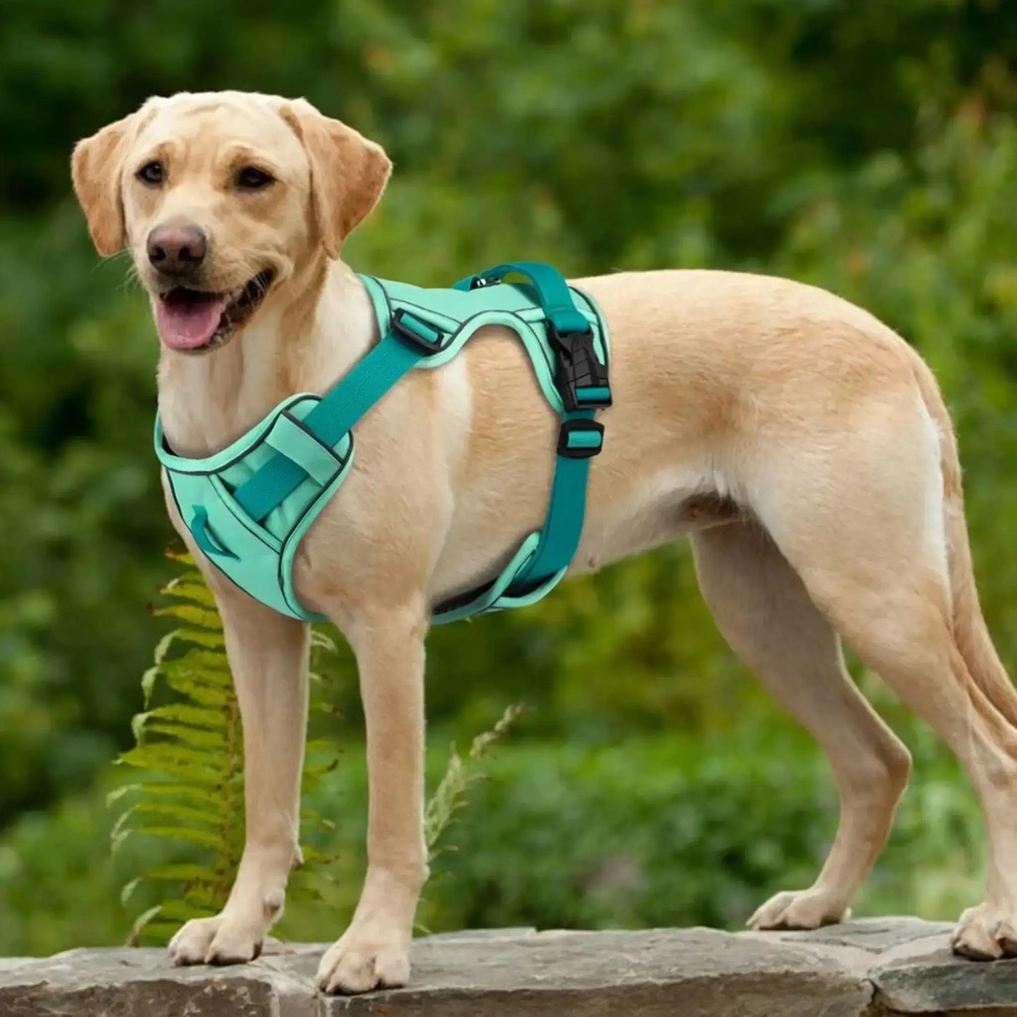 Un labrador debout sur un rocher porte un harnais pour chien turquoise.