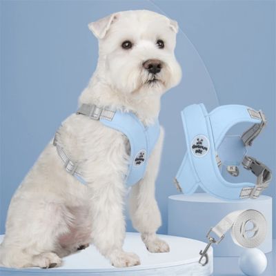 harnais chien bichon maltais avec harnais bleu