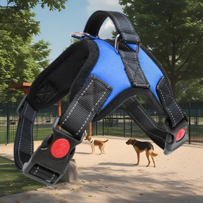 harnais chien bleu arriere plan parc chien