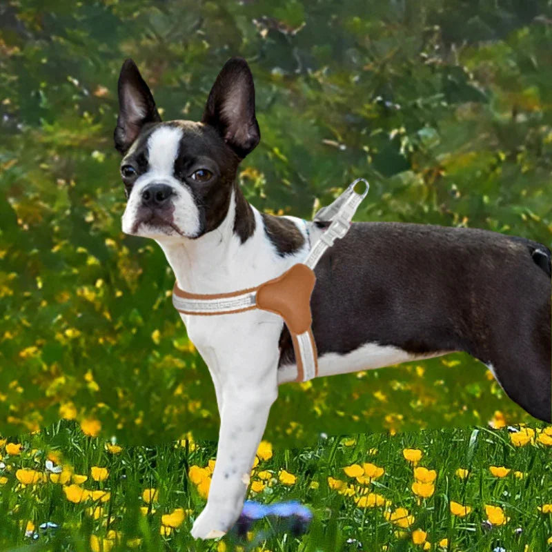 harnais chien boston terrier avec harnais brun