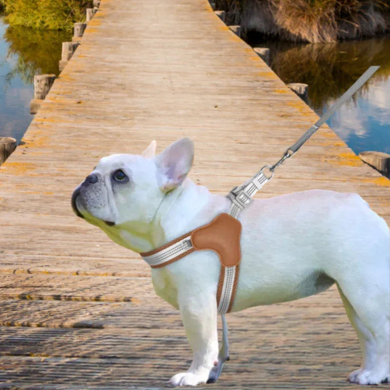 harnais chien bouledogue francais blanc sur quai avec harnais brun