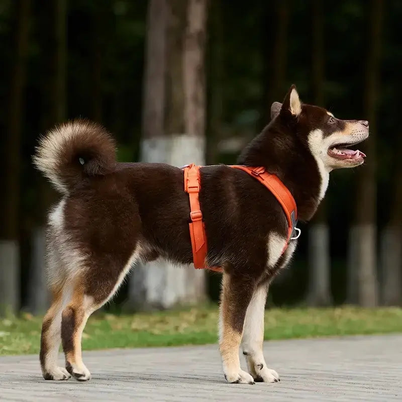 Vue latérale d'un shiba inu avec son harnais confortable orange