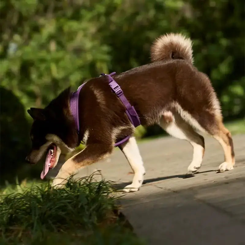 Vue latérale d'un shiba inu avec son harnais pour chien confort violet.