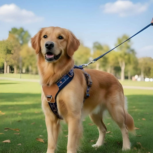 Un labrador debout dans un parc avec son harnais pour chien bleu.