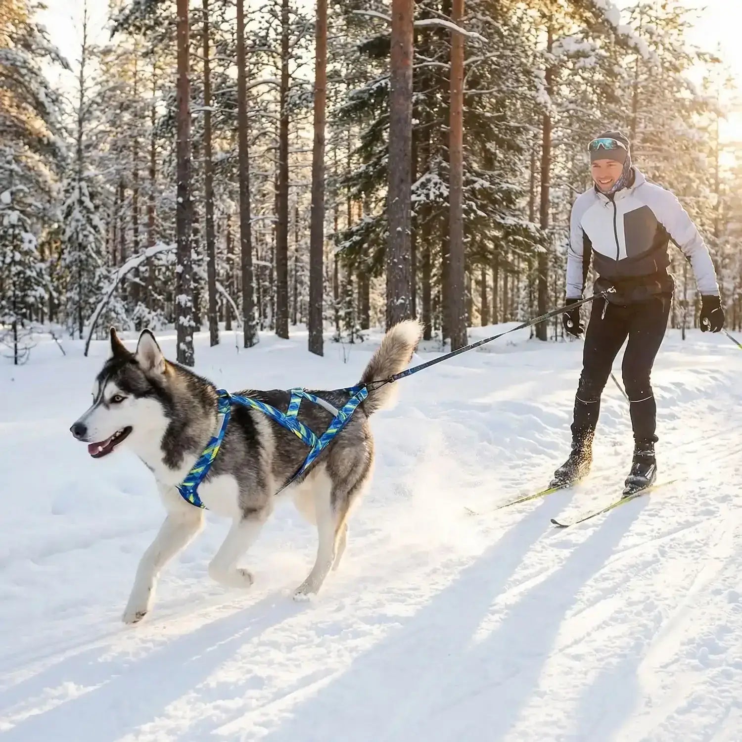 Un homme en ski se fait tirer par son husky avec un harnais pour chien de course bleu.