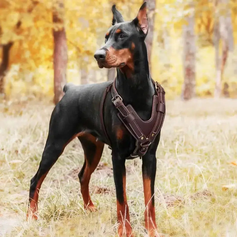 Un doberman dans la forêt avec un harnais en cuir marron.