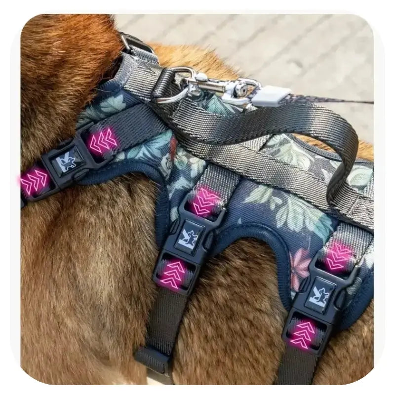 Harnais pour chien de couleur bleu imprimé floral.