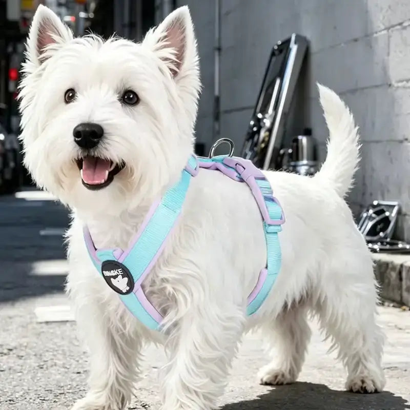 Un West Highland avec un harnais pour chien en H bleu dans une cour arrière.