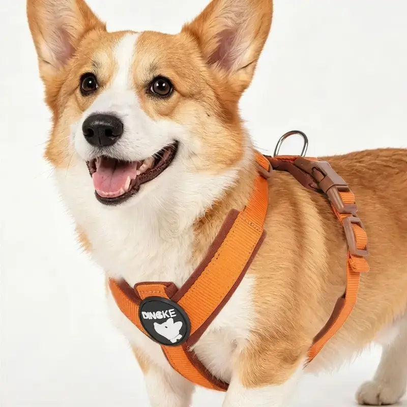 Un gorgi porte le harnais pour chien en H de couleur orange.