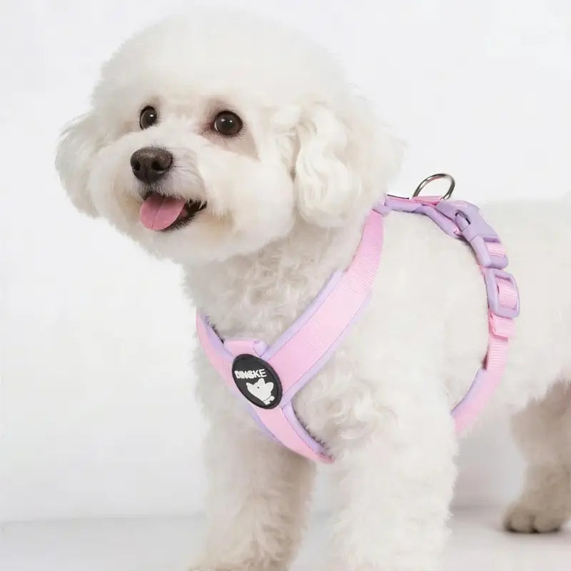 Un bichon frisé avec un harnais ZAYA rose.