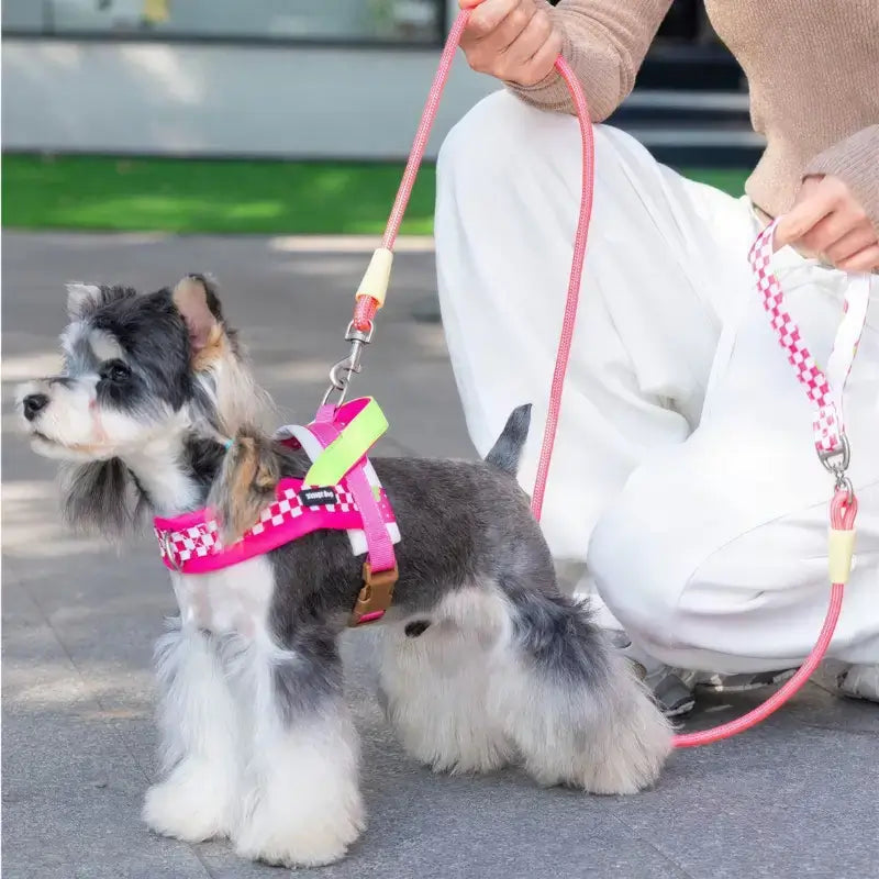 Un mini schnauzer en laisse avec son harnais rose dans la rue.