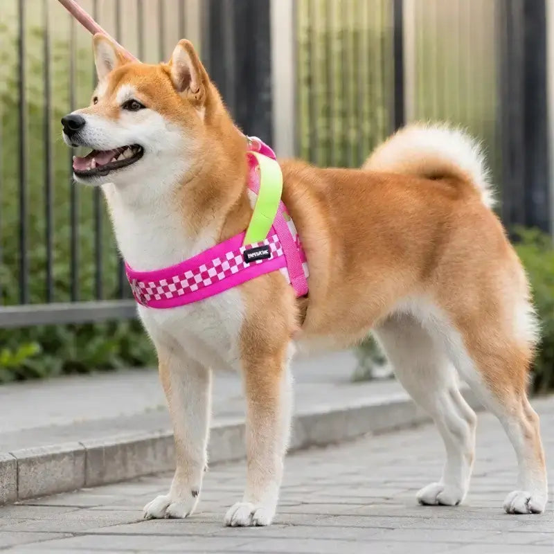 Un shiba inu sur un trottoir avec son harnais pour chien rose.