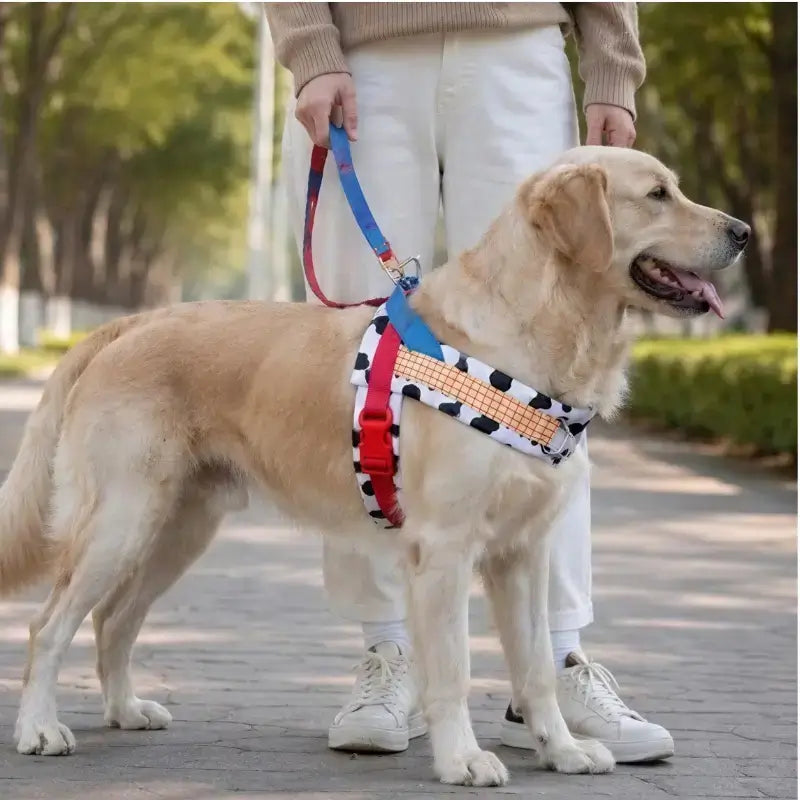 Un golden retriever en laisse avec son maître et vêtu d'un harnais rouge.