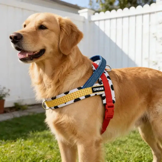 Un golden retriever vêtu d'un harnais pour chien en Y rouge.