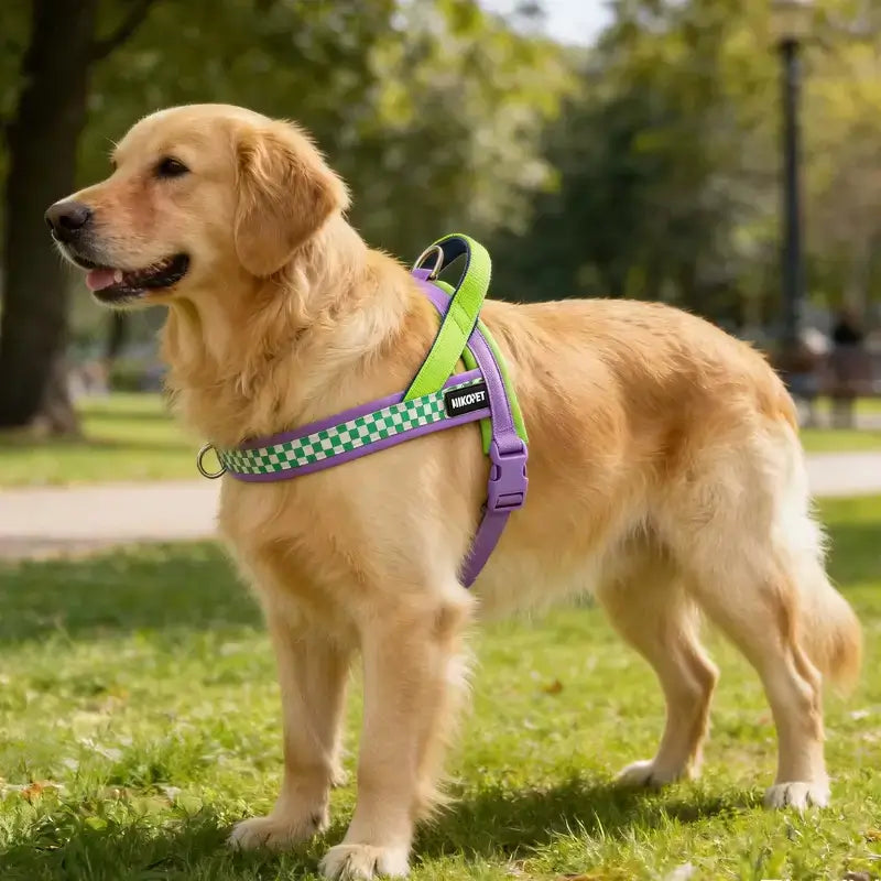 Un golden retriever au parc avec son harnais pour chien vert.