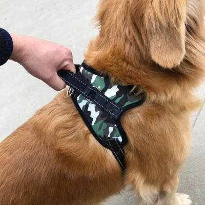 harnais chien golden avec harnais camouflage