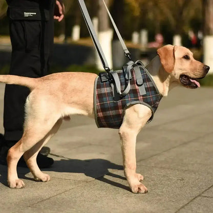 Un labrador avec un harnais pour chien handicapé aux pattes avant sur un trottoir.