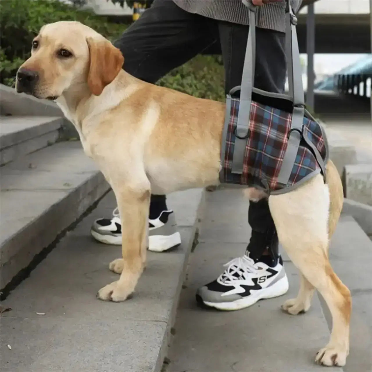 Un labrador monte des marches avec son harnais pour chien handicapé des pattes arrière.