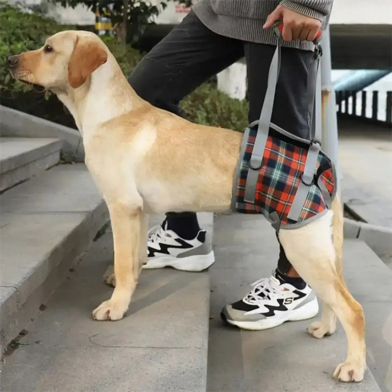 Un labrador monte des marches avec son harnais pour chien handicapé rouge des pattes arrière.