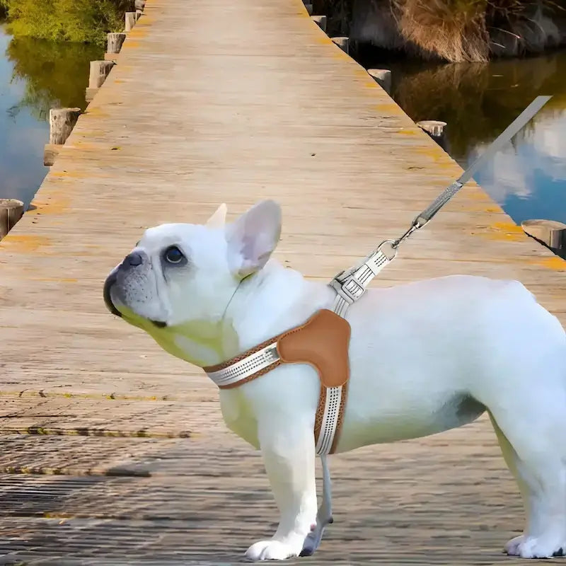 Un bouledogue français sur un quai près de l'eau porte un harnais pour chien marron.