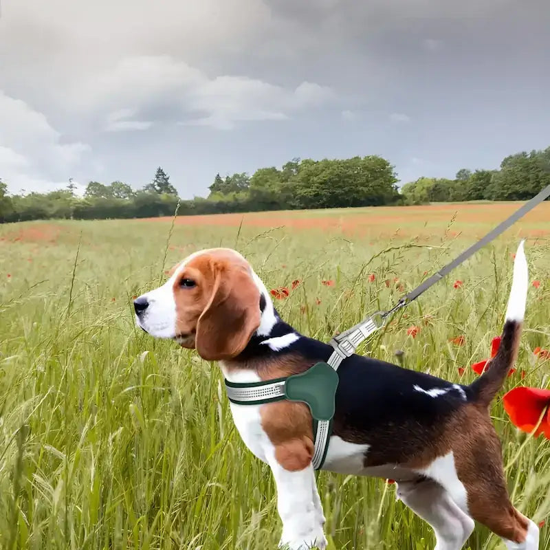 un beagle dans un champ avec son harnais pour chien vert.