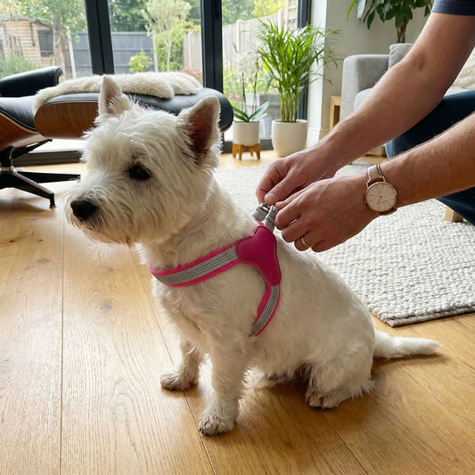 Un homme dans un salon met en place un harnais pour chien sur son west highland,